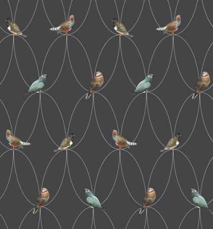 Wallpaper Birds