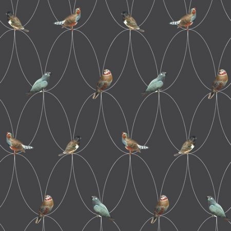 Wallpaper Birds
